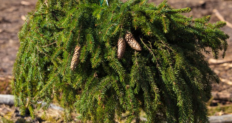 Zivju nārstu ligzdas