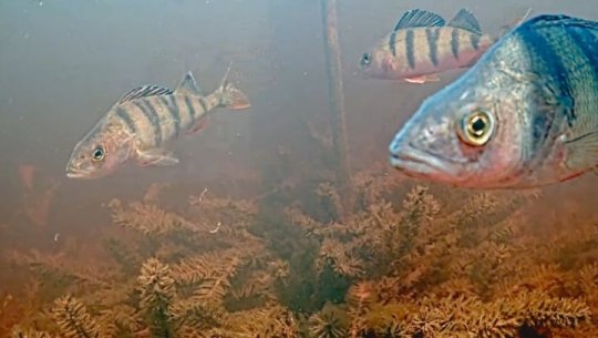 Kādā dziļumā zem ūdens parasti ievieto nārsta ligzdas?