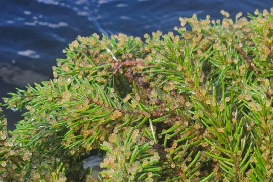 Aptuveni cik daudz ikru ir uz vienas mākslīgās zivju nārsta ligzdas?